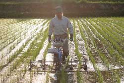 無農薬米　手押し機械で除草