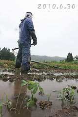 大雨で大豆畑が浸水