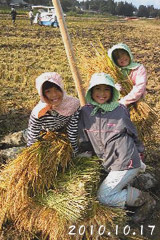 稲刈りの手伝い子供達